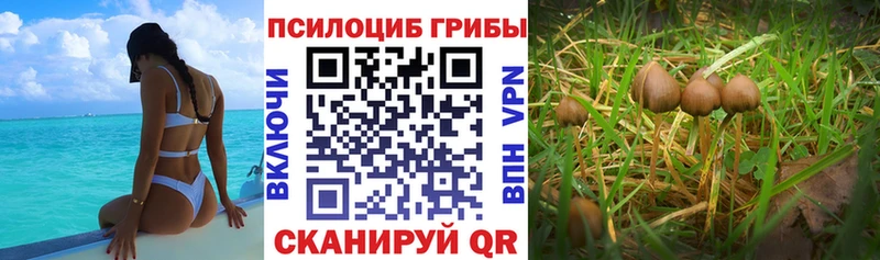 Галлюциногенные грибы GOLDEN TEACHER  Апатиты 